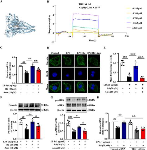 Ginsenoside Rd Regulated Omentin Expression Through The Tbk Ampk