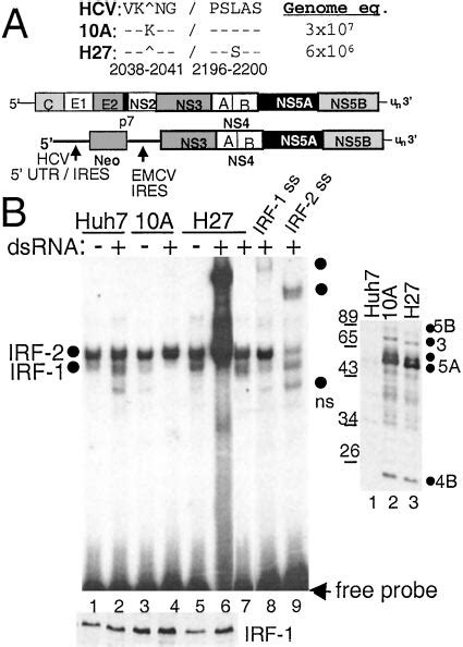 Viral Rna Replication Efficiency And Irf Regulation Of Hcv Replicon