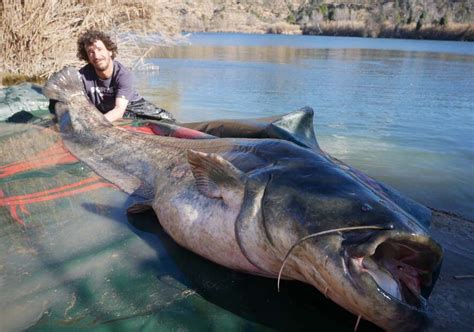 Digger frühjahrs ebro wels Extreme Ebrofishing