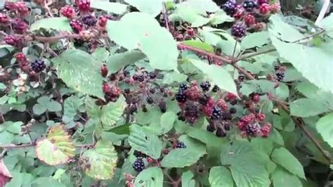 Blackberry Bush Identification