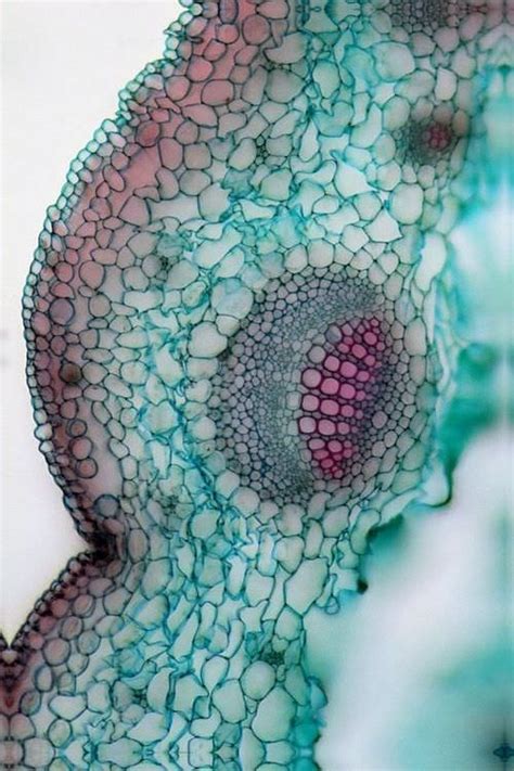 Perfectly Interesting Pics From Under A Microscope Patterns In