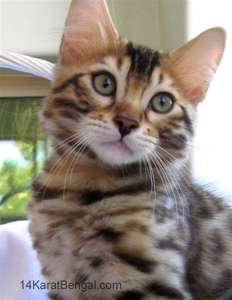 Cashmere Bengal Kittens - Healthy, Top Quality, Highly Socialized, Very ...