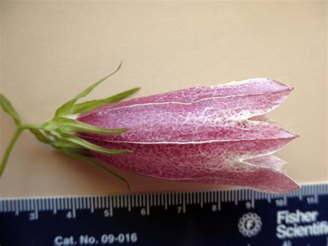 Campanula Takesimana Campanulaceae Image At Phytoimages Siu Edu