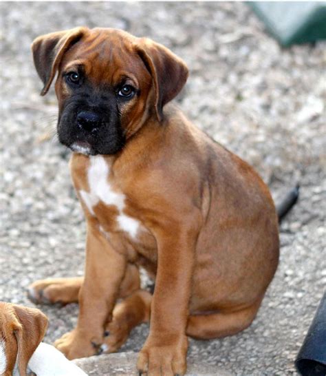 Cutest Boxer Puppy Ever