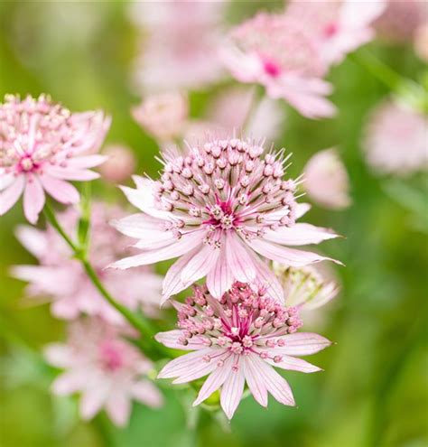 Astrantia Major Roma Garten Sterndolde Roma Gartenpflanzen Daepp