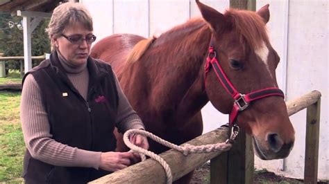 How To Safely Hard Tie Your Horse Horse Training Horses Horse Camp