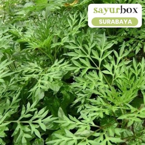 Jual Daun Kenikir Conventional 1 Kg Sayurbox SURABAYA Shopee