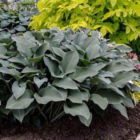 Krossa Regal Hosta | Duncan Nursery