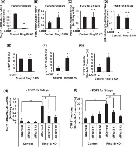 Knockout Of The Ring1B Gene Increases The Amount Of Fezf2 MRNA And The