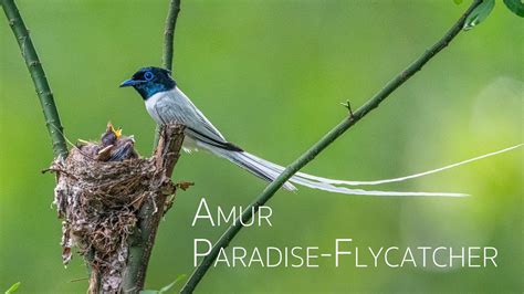 Amur Paradise Flycatcher Black Naped Oriole Feeding Baby Chicks In