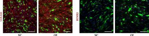 Upregulation Of Ythdf Promoted Osteogenic Differentiation Of Hbmscs In