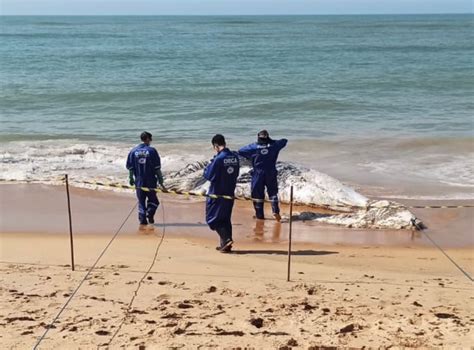 A Gazeta Baleia Jubarte Encontrada Morta Na Areia De Praia De Anchieta