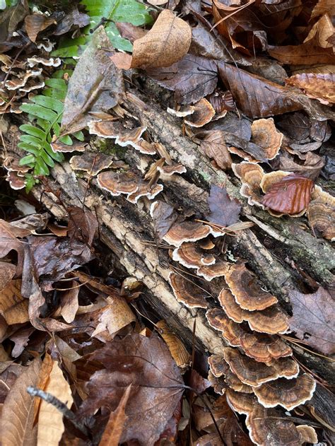 5 Easy Ways To Identify Turkey Tail Mushrooms — Blue Ridge Botanic