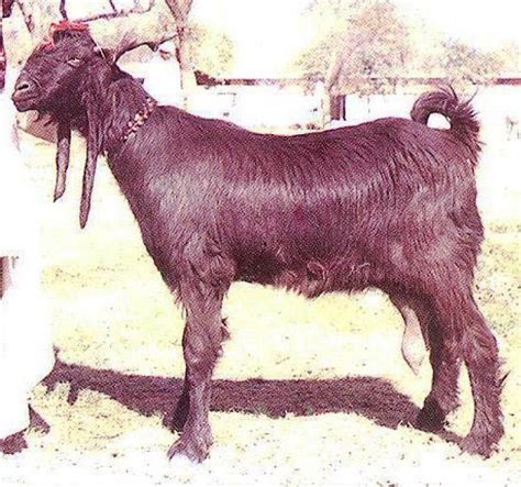 Dera Din Panah Goat