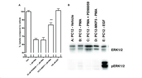 Downstream Activation Of Extracellular Signal Regulated Kinase