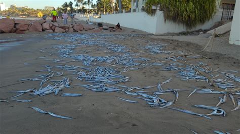 Aparecen Peces Muertos En Puerto Vallarta Qu Pas