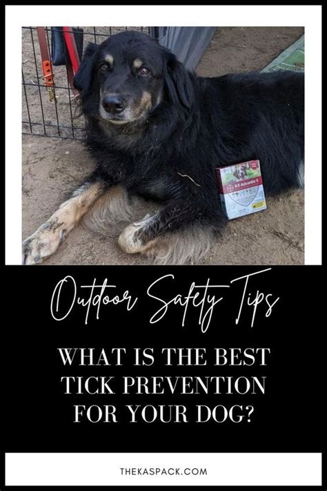 What is the Safest Tick Preventative for Dogs? | The Kas Pack