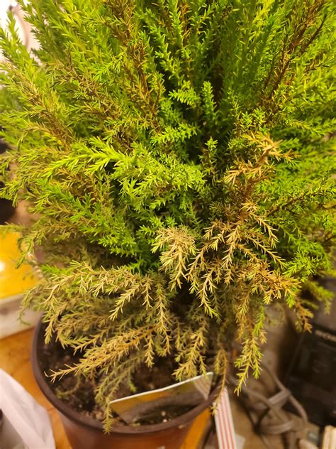 Help Why Is My Lemon Cypress Turning Brown Rplantclinic