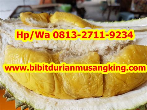 Bibit Durian Musang King Budidaya Durian Musang King Jual Bibit