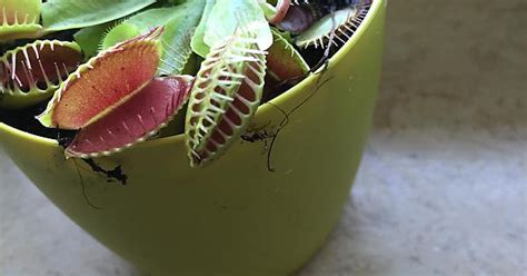 My Venus Flytrap Is An Idiot Album On Imgur