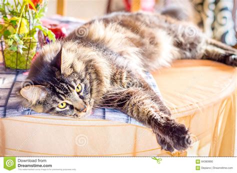 Cat Tabby Maine Coon En La Tabla Foto De Archivo Imagen De Purebred