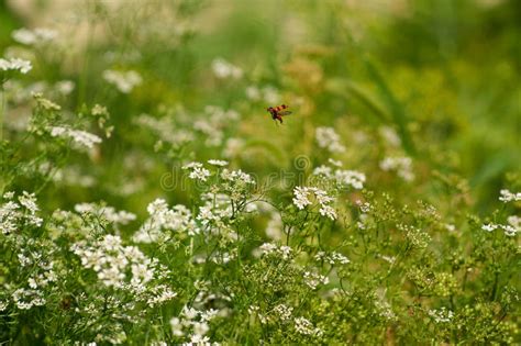 Flying Beetle Stock Image Image Of Beetle Landing 128697145