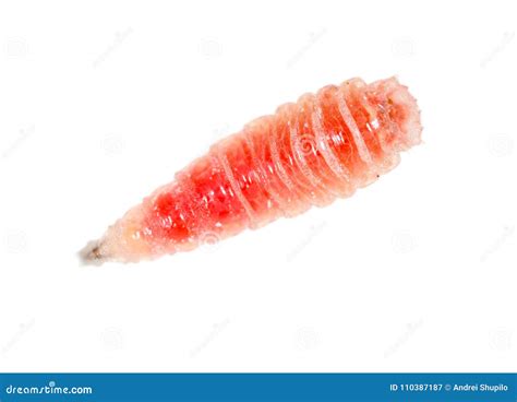 Red Worm of Maggots on a White Background Stock Image - Image of biology, diptera: 110387187