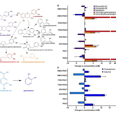 Lactobacillus Plantarum Degradation Of Phenolic Compounds Schematic