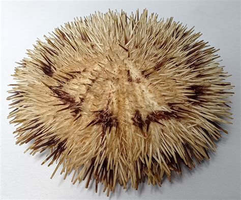 Sea Urchin With Spines..deep Sea Urchin 100 Mm..completely Dried - Etsy