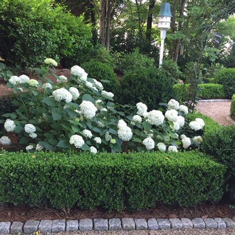 My Favorite Garden Combination Boxwoods And Annabelle Hydrangeas