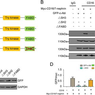 Involvement Of The Phospho Nephrin And C Abl Interaction In