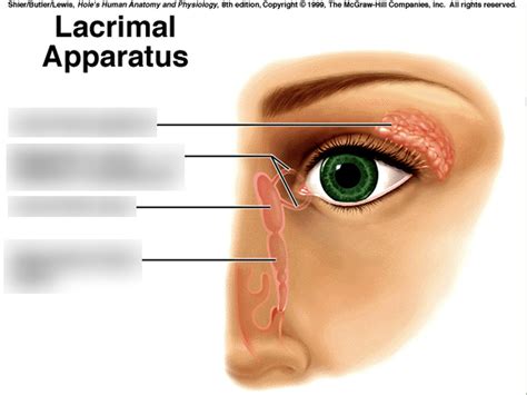 Lacrimal Apparatus Diagram Quizlet