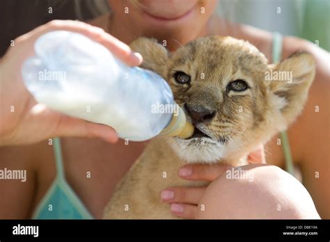 Girl Feeding 2 Month Old Male Lion Cub Stock Photo Alamy