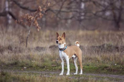 Basenji Colors: 4 Standard Colors + Combinations & Markings