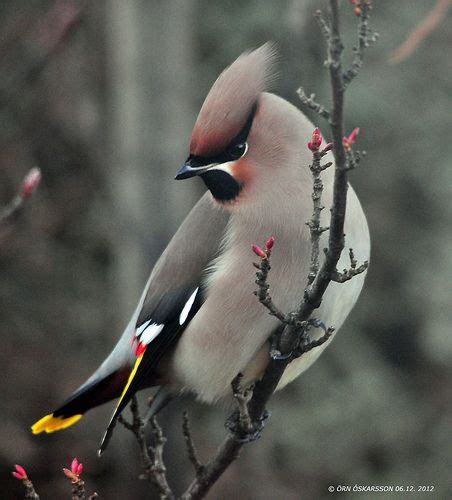 Bohemian Waxwing Beautiful Bird In Eurasia And North America