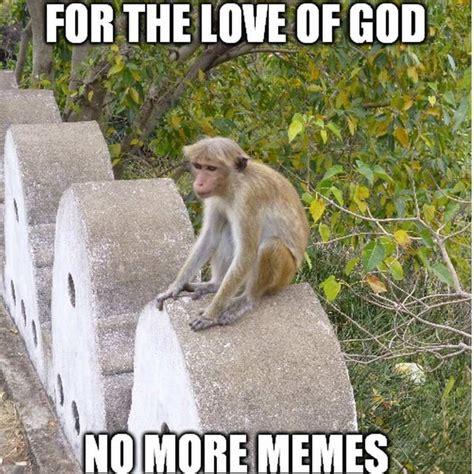 Funny Monkey Memes For Monkey Day In 2021 Funny Monkey Memes Monkeys