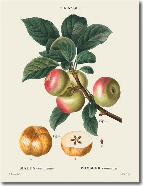 Preview Of Apples With Leaves Pommier Illustration Botanique