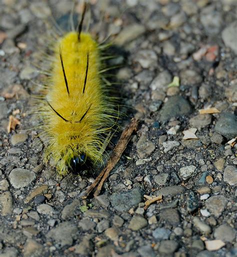 Red And The Peanut American Dagger Moth Caterpillar Acronicta Americana