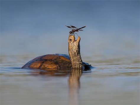 See 25 Breathtaking Images From The Wildlife Photographer Of The Year