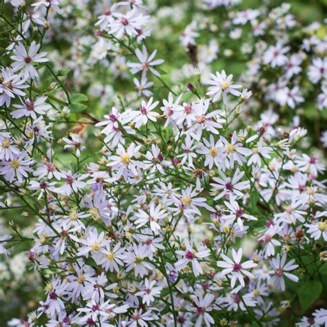 Symphyotrichum cordifolium Heart-leaved aster - Swallowtail Native Plants