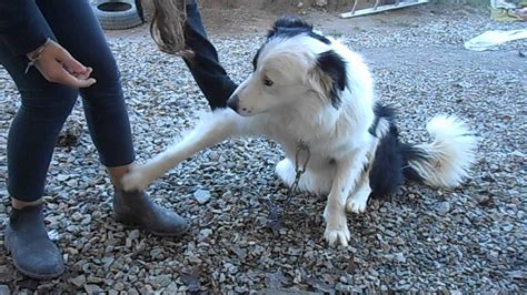 Apprendre donnne la patte à son chien YouTube