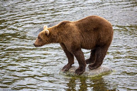 Best Things To Do In Katmai National Park