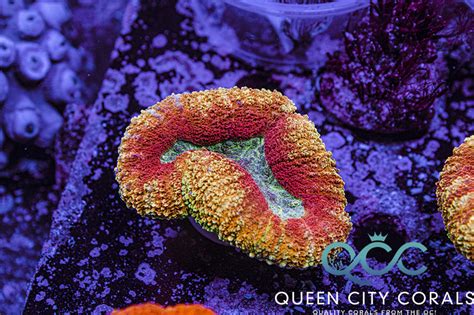 Qcc Orange Creamsicle Lobo Wysiwyg Queen City Corals