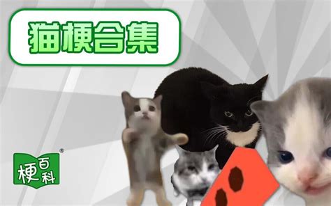 【梗百科】happy猫？臭猫？近期热门猫梗一次看个够！ 梗百科 梗百科 哔哩哔哩视频