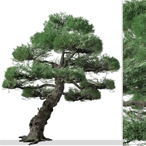 Set Of Japanese White Pine Or Pinus Parviflora Tree 3d Model