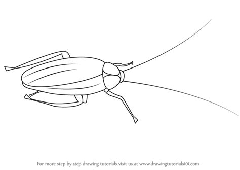 Learn How to Draw a Cockroach (Insects) Step by Step : Drawing Tutorials