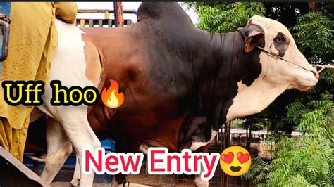 02 NEW ENTRIES At AQ Cattle Farm Pakistan Media Today VLOG 24 YouTube