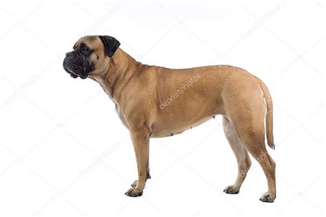 Bull Mastiff Gender