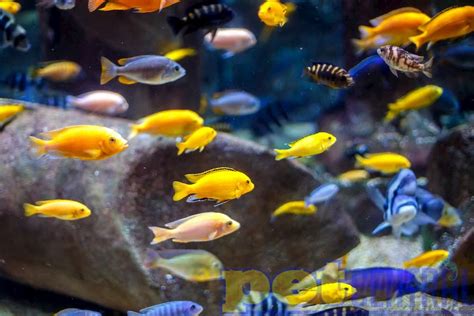 Les Meilleurs Poissons Pour Un Aquarium Communautaire