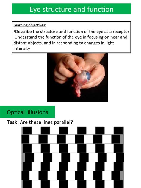 Eye-Function and Structure | PDF | Eye | Optics